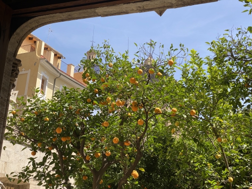 Orangenbaum in der Llotja de la seda